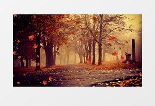 枫叶之路爆料视频最新,揭秘神秘旅程背后的精彩故事  第2张